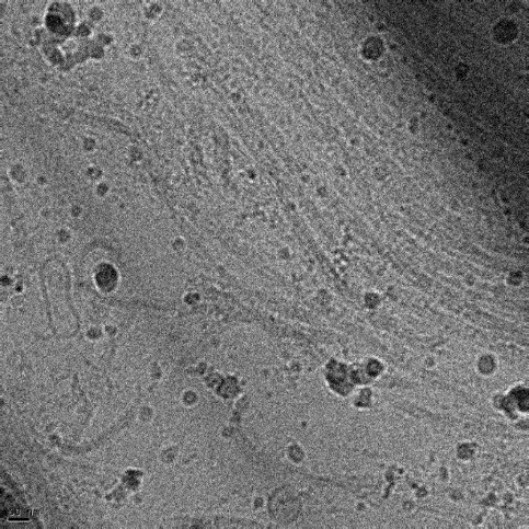 CryoTEM image of a lamella obtained from an osteoblast culture showing the structure of its extracellular matrix.  (unpublished)